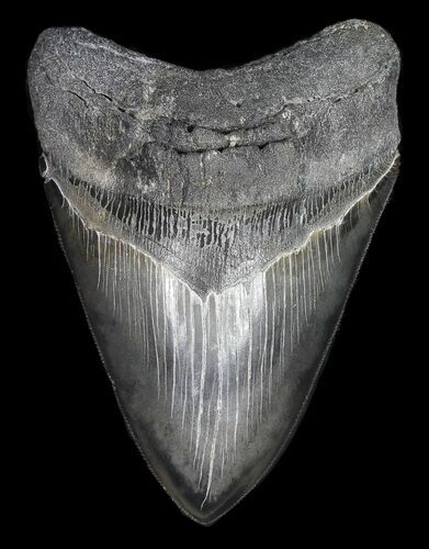 Beautiful, Megalodon Tooth - Serrated Blade #62869